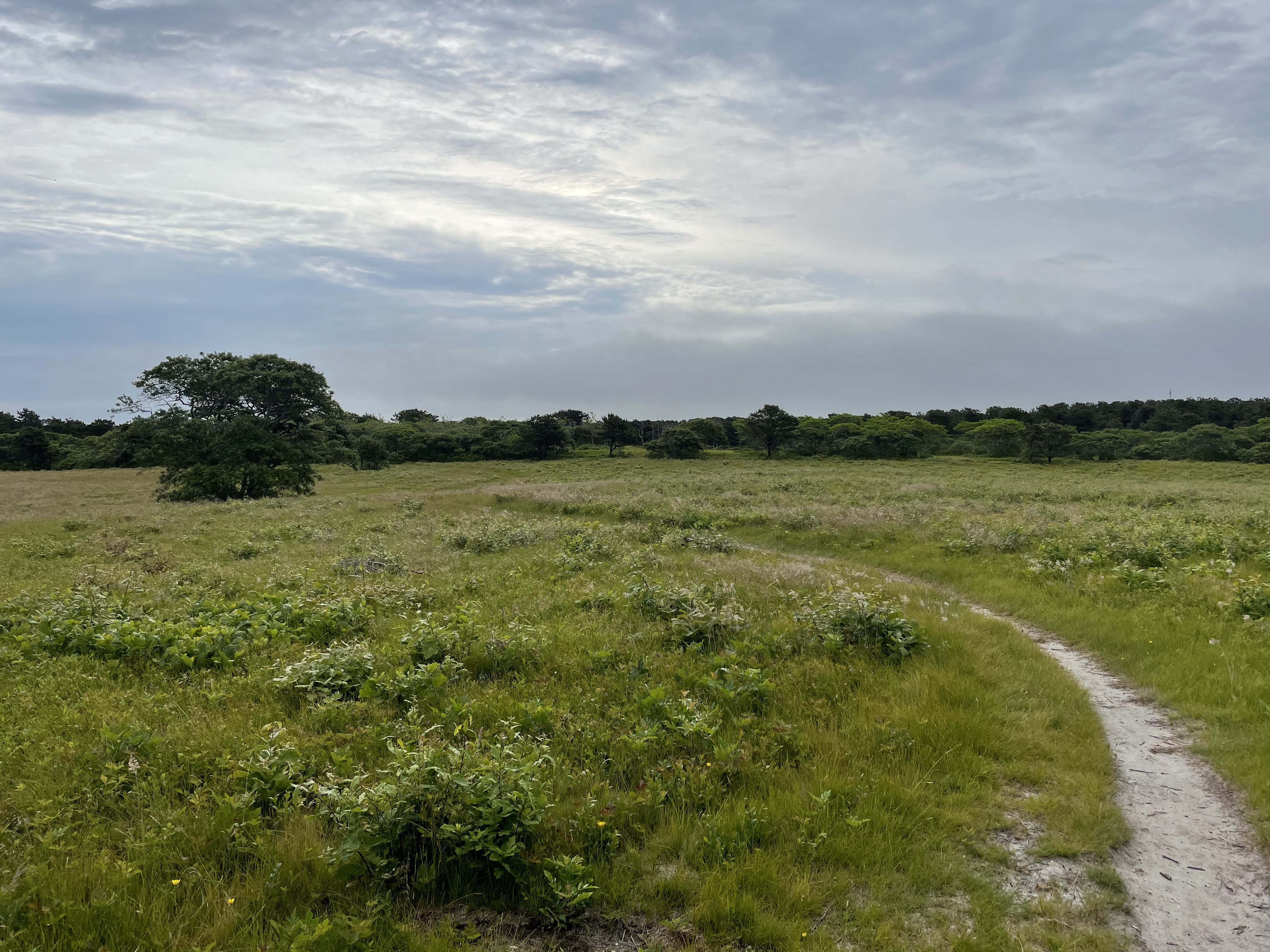 Nantucket Land Bank trail through open meadow
